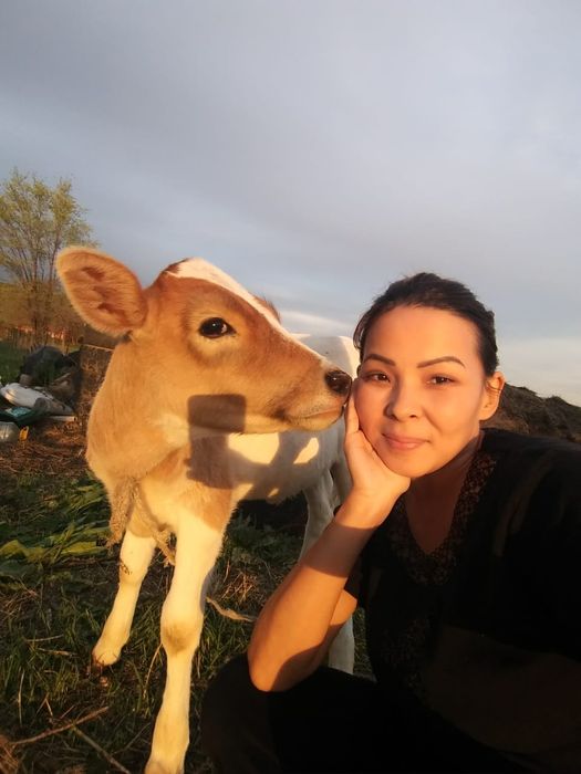 Осеменение кров мал урыктпу