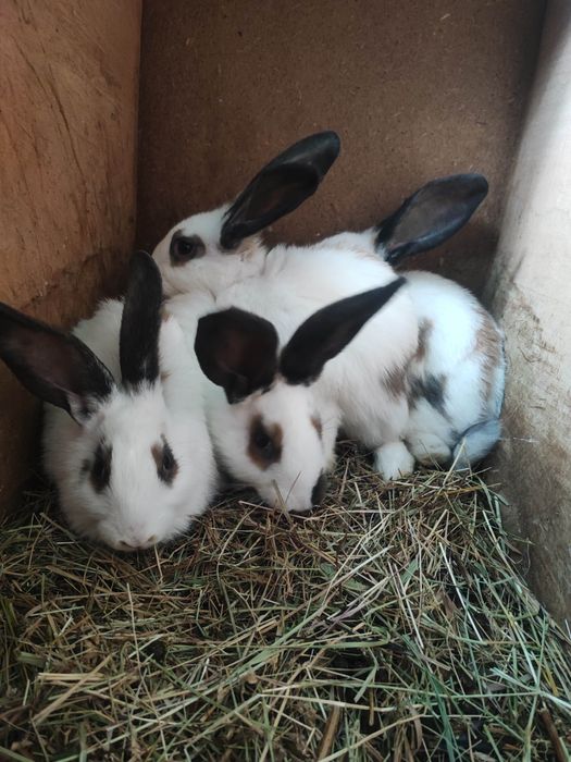 Vând iepuri Fluture German