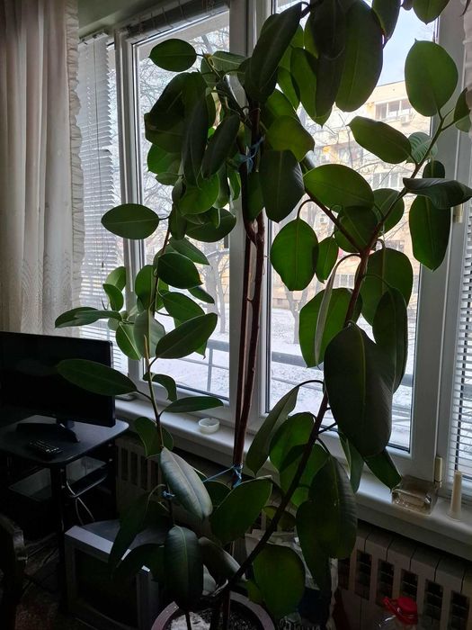 продавам фикуси 3 броя