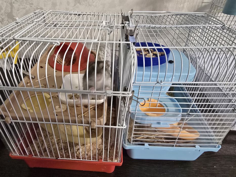 Джунгарский хомяк