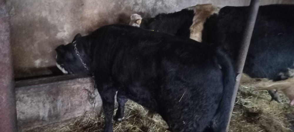 Vând vacă la prima fătare și tăuraș Angus !