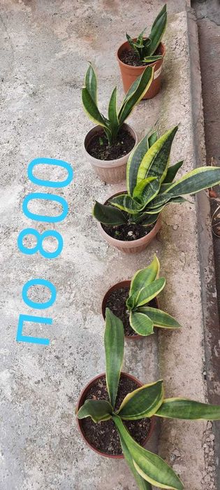 Продам комнатные цветы