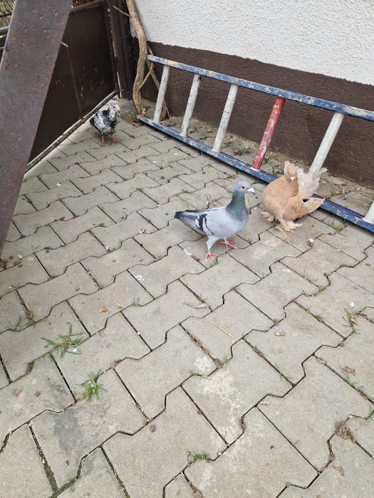 Porumbei  voiajori stil vechi ,