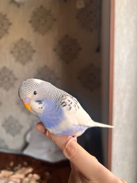 Valnistiy papugay Totiqush Волнистый чех подчех