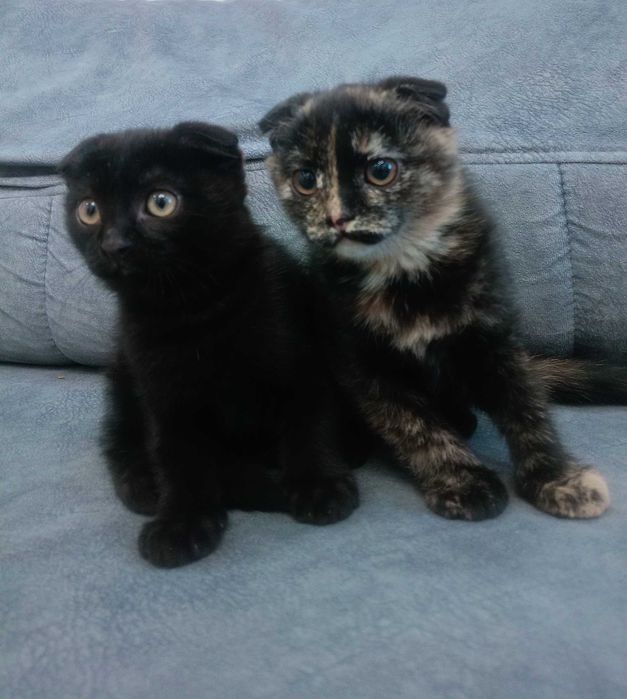 Кошььька шотландский вислоухий