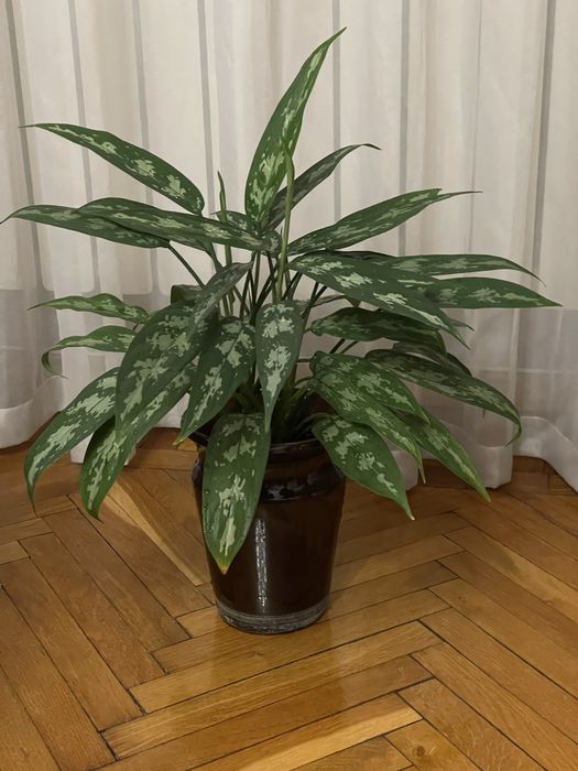 Цветок Аглаонема