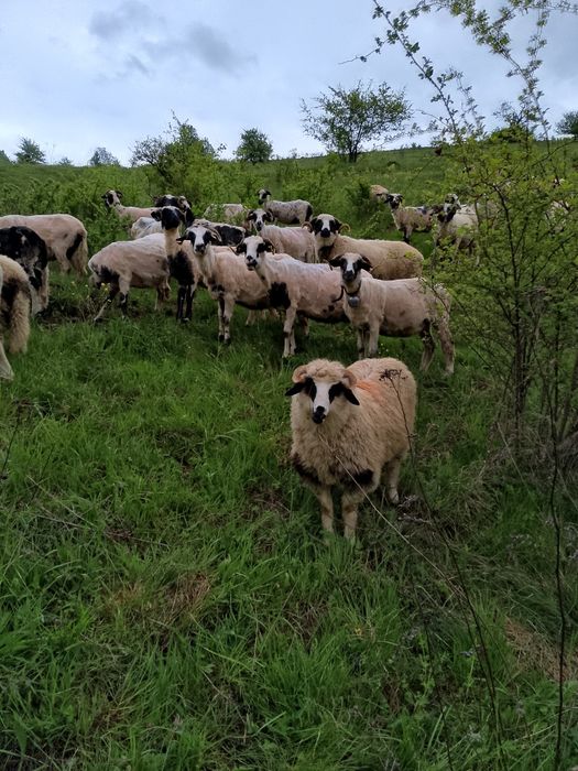 Vând 100 oi,comuna Zalha judetul Salaj