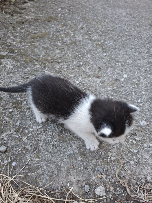 Подарявам малки котенца