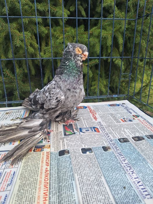 Продам голубя чилкаря классной расцветки