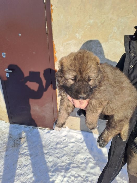 Продам щенков кавказкой овчарки