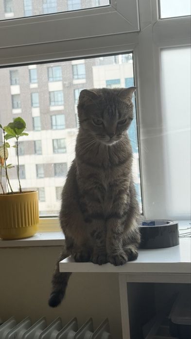 Отдам кошку в добрые руки