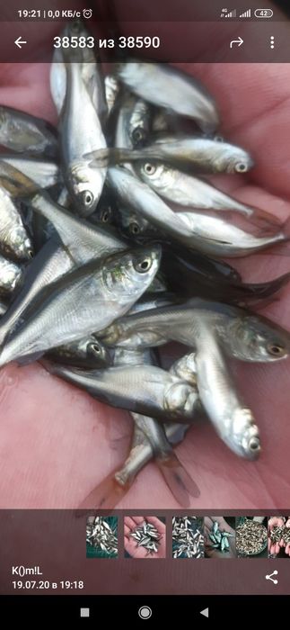 Балик малёк семечка