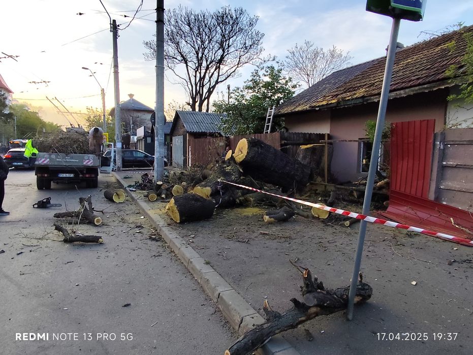 Taiere copaci /toaletare program 24/7 deplasare oriunde in București/