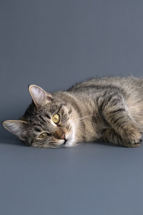 Кошечка Мыша ищет дом