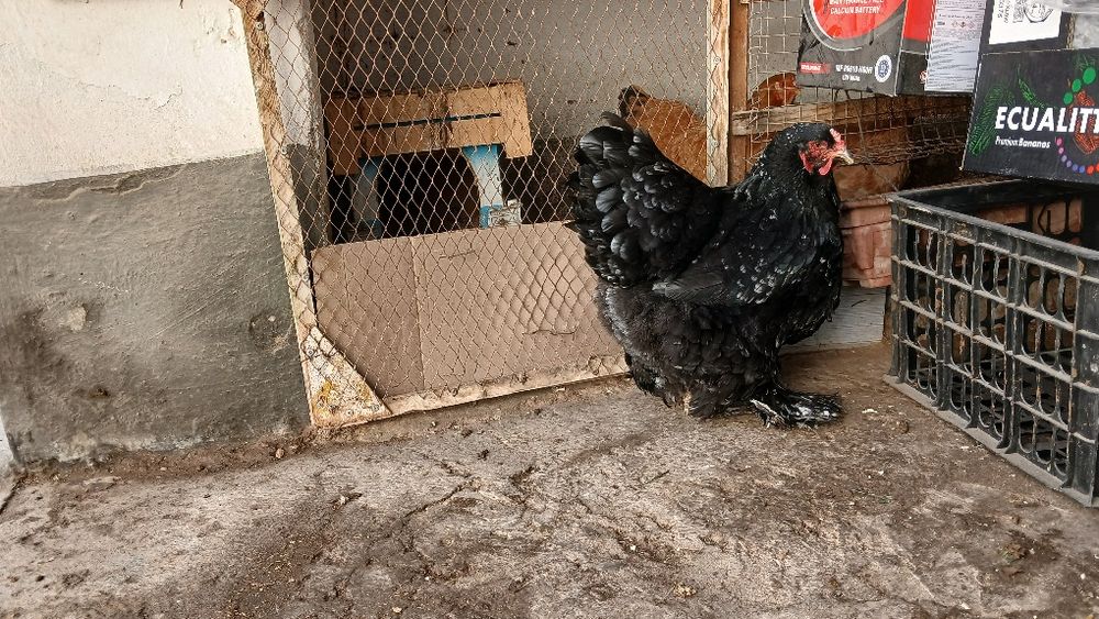 Brama tovuqlar sotiladi