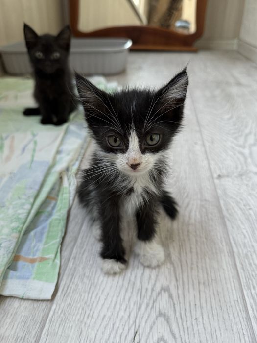 срочно! заберите котенка!