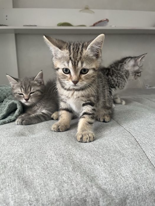 котята породистые
