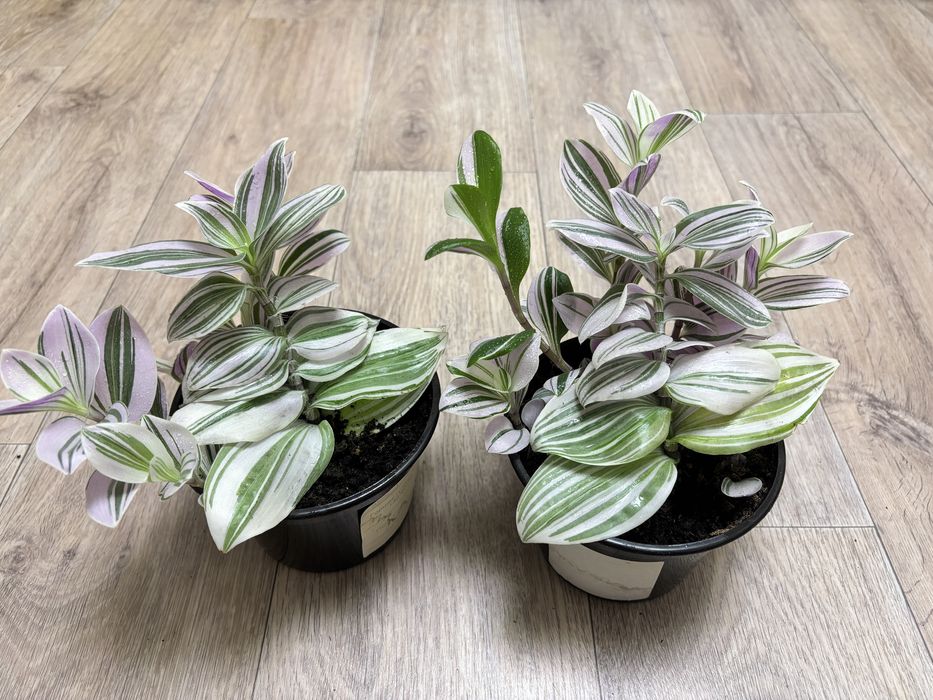 Традесканция Pink Hill