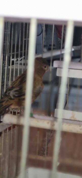 Кенар взрослый цвета красного дерева по цене самки!