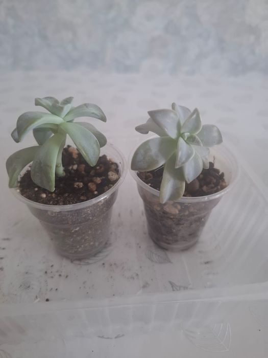 Продам суккуленты