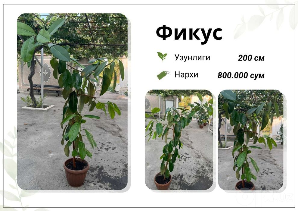 Фикус, Кора Шахзода, хар хил