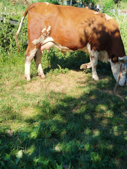 De vânzare vacă cu doi tăurași