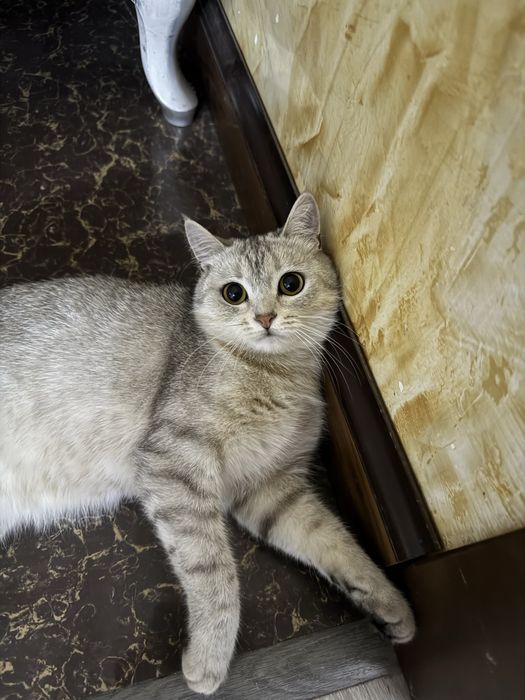 Шотландская кошка