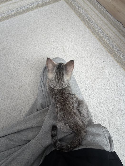 Маленькая кошечка ищет дом