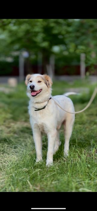 Боби ищет семью. Собака. Для семьи.  Не на цепь