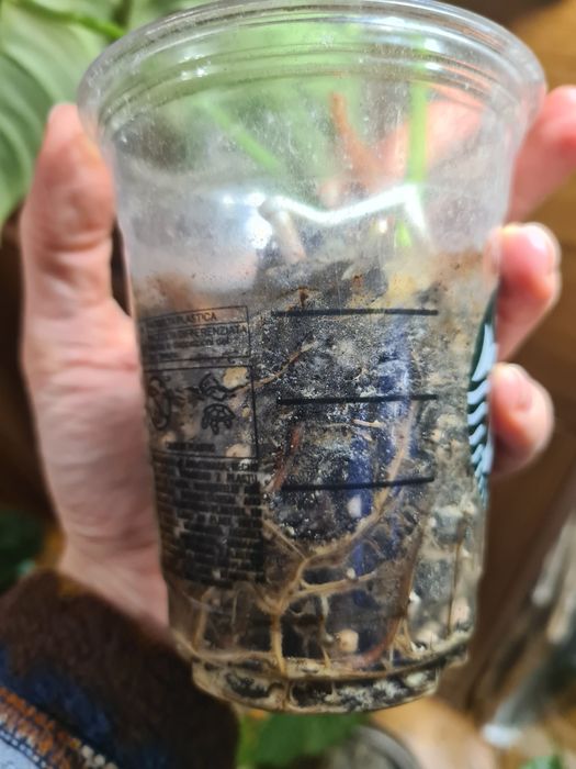 Philodendron Dean McDowell