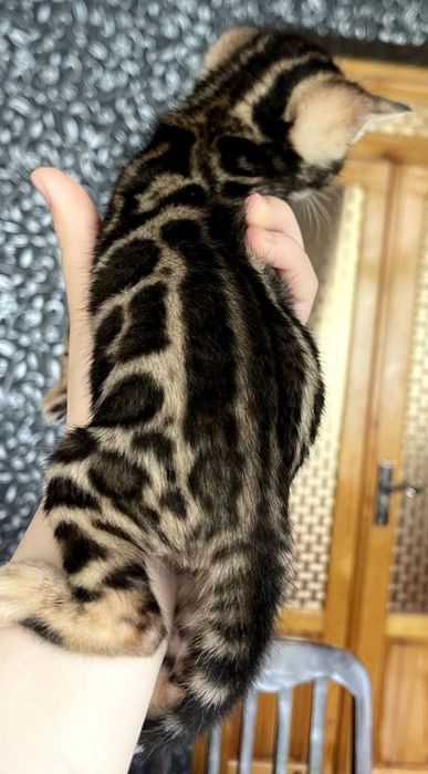 BENGAL narxini kelishamiz