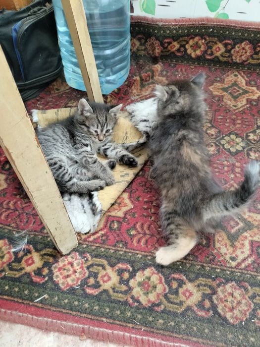 Отдам котят.2 девочки