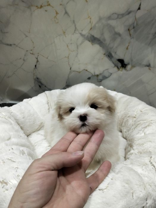 Продам мальтезе мини