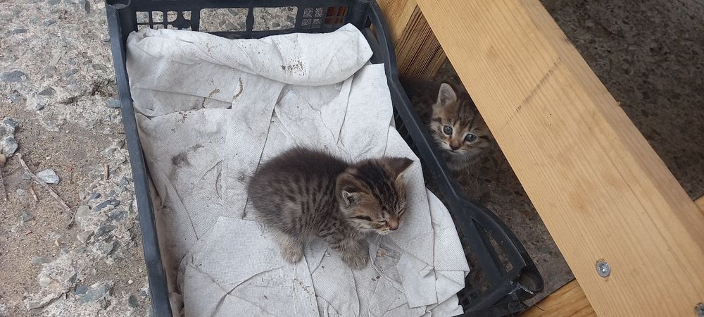 Отдам котят в хорошие руки