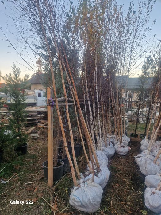 Copaci ornamentali Mesteacăn Tei Platan artar