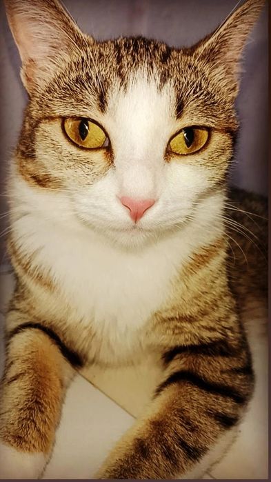 Красивые привитые котята
