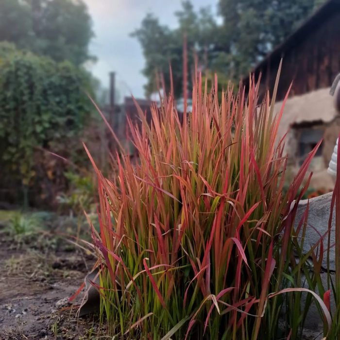 Продам злаки для сада