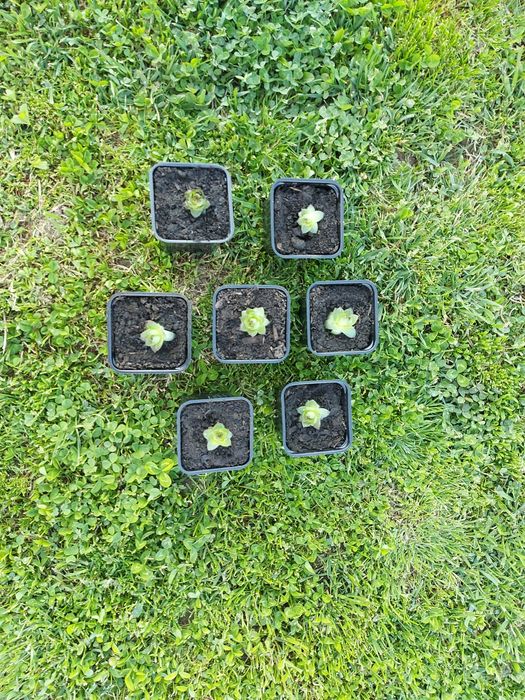 Plante suculente pentru Marturii