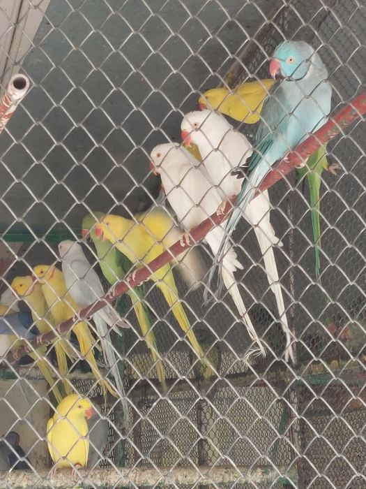 Papagali Micul Alexandar