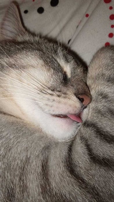 Срочно! Кот. Лоток знает,блох нет