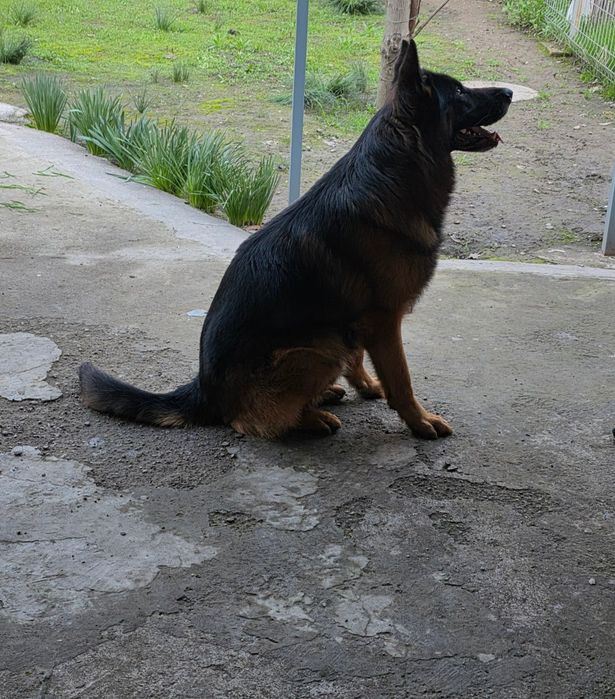 Кобель немецкой овчарки для вязки