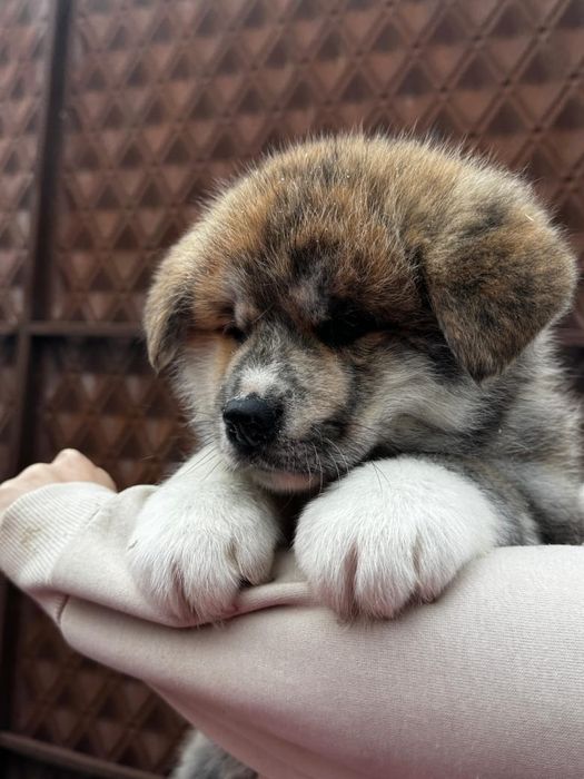 Акита-Ину щенки  продам