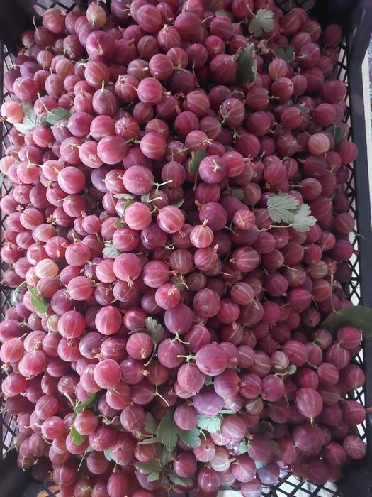 Продам крыжовник красный