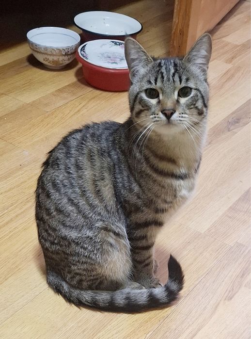 отдаем котиков в надежные руки