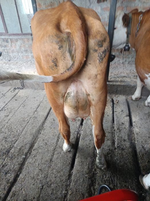 Vând vaca cu. Pedigri Vitel
