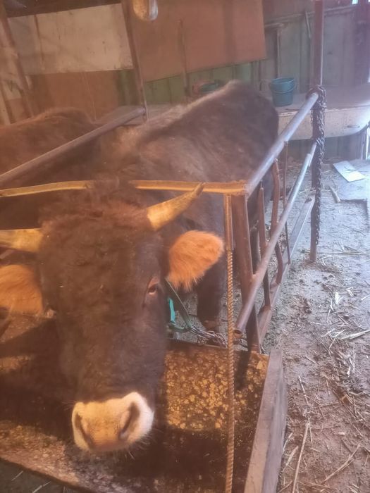 Продаются  быки телочки