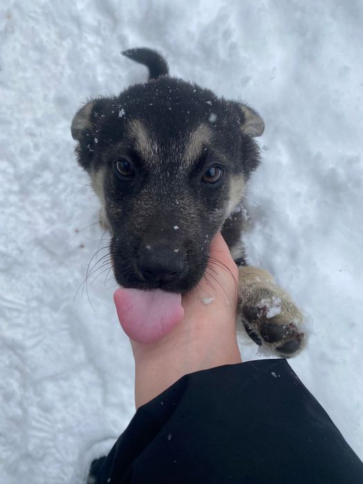 Щенки срочно ищут дом
