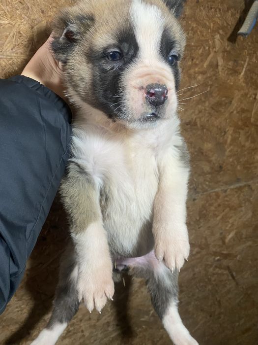 Продам щенка Сао Алабай