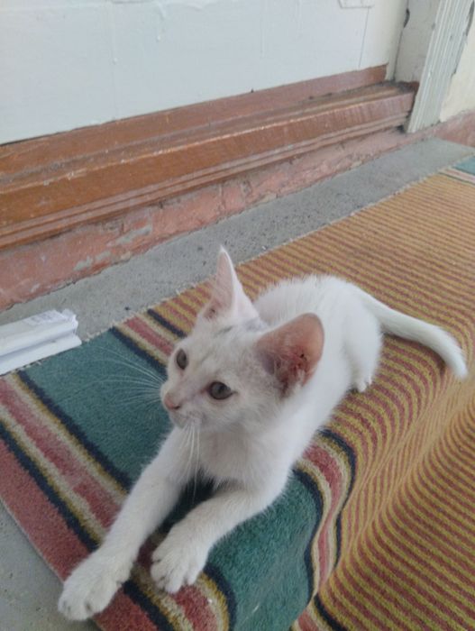 Отдам котёнка в хорошие руки .