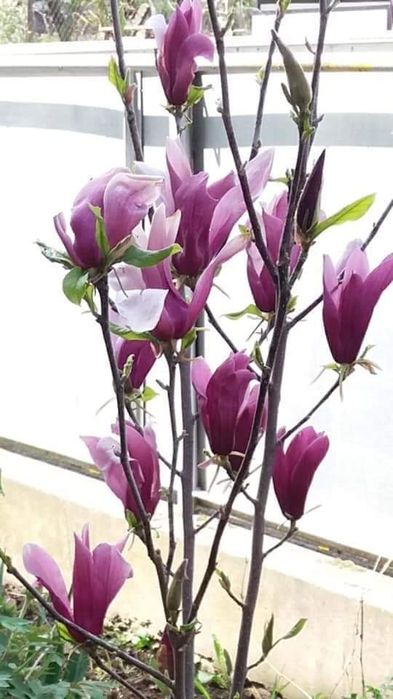 Pomi fructiferi și arbuști